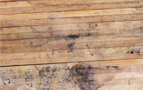 Black mold on wood floor surface