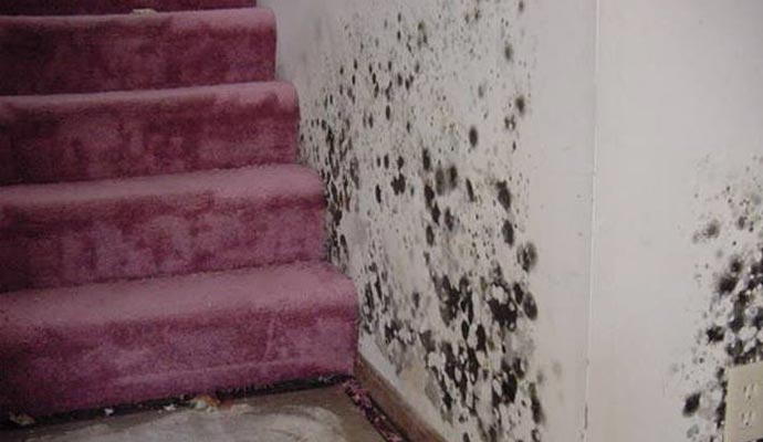 Mold Remediation Services in Edison & Bridgewater