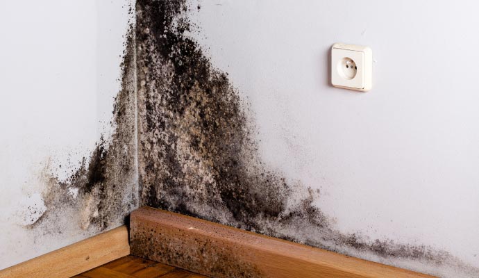 Black mold on wall