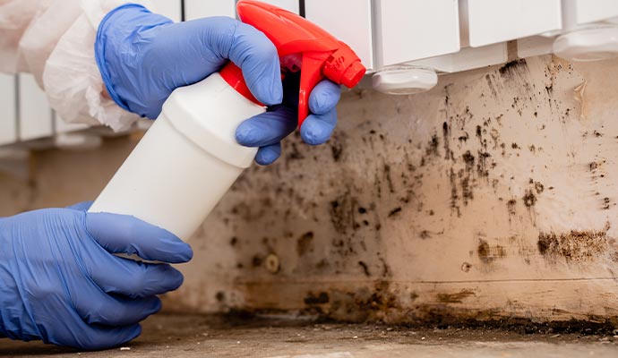 A person removing mold from a wall