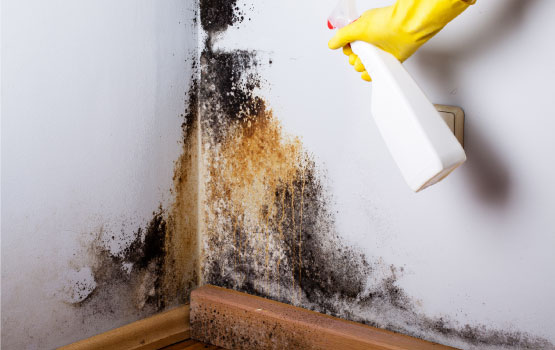 expert cleaning black mold using equipments