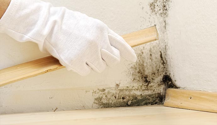 Mold Inspection With Mold Inspectors