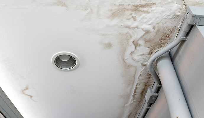 Mold damage found on the ceiling