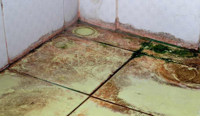 Mold growth on floor