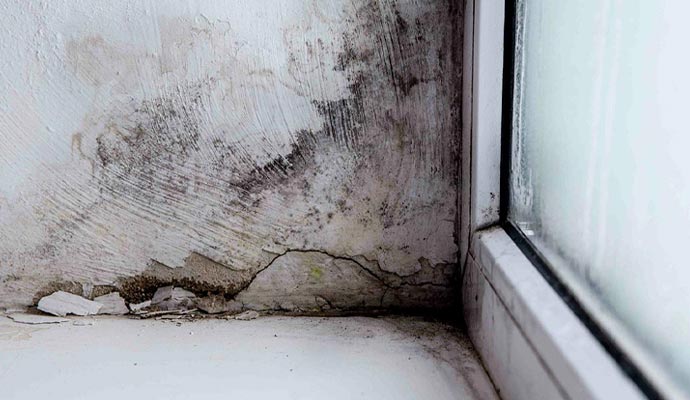 Professional Mold Remediation Services in Edison & Bridgewater