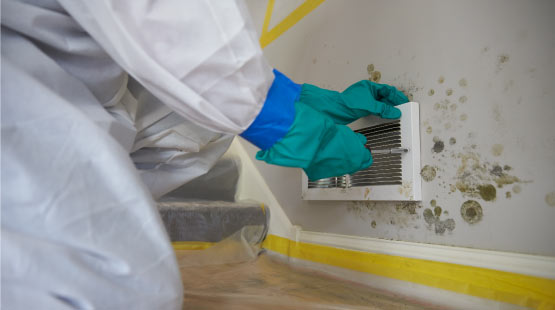mold remediation professionally