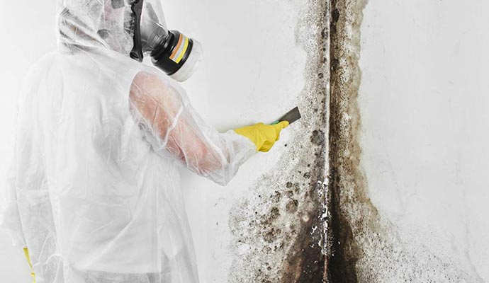professional worker removing black mold from the wall