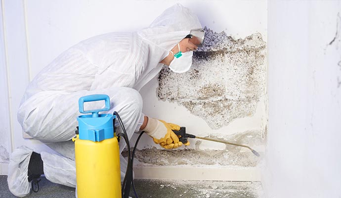 professional mold remediation service