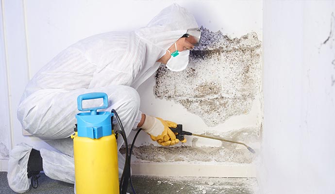 Professional Mold Remediation Service Woodbridge & Edison, NJ