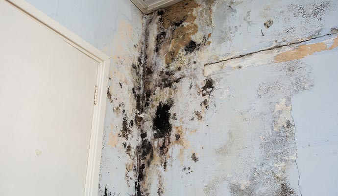 moldy room for water damage