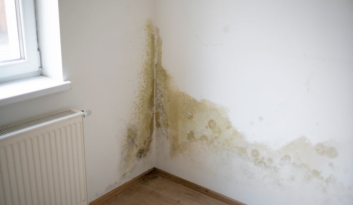 Mold growth on wall