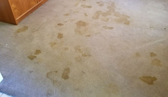 Water damaged carpet