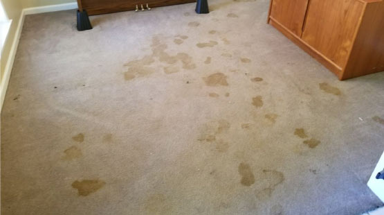 water damaged carpet