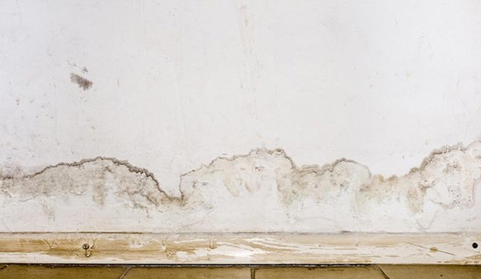 Mold remediation service